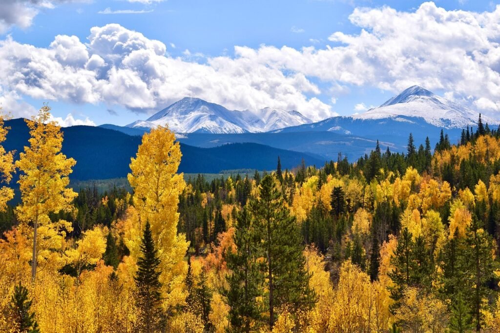 Colorado mountain forest in autumn with golden aspens