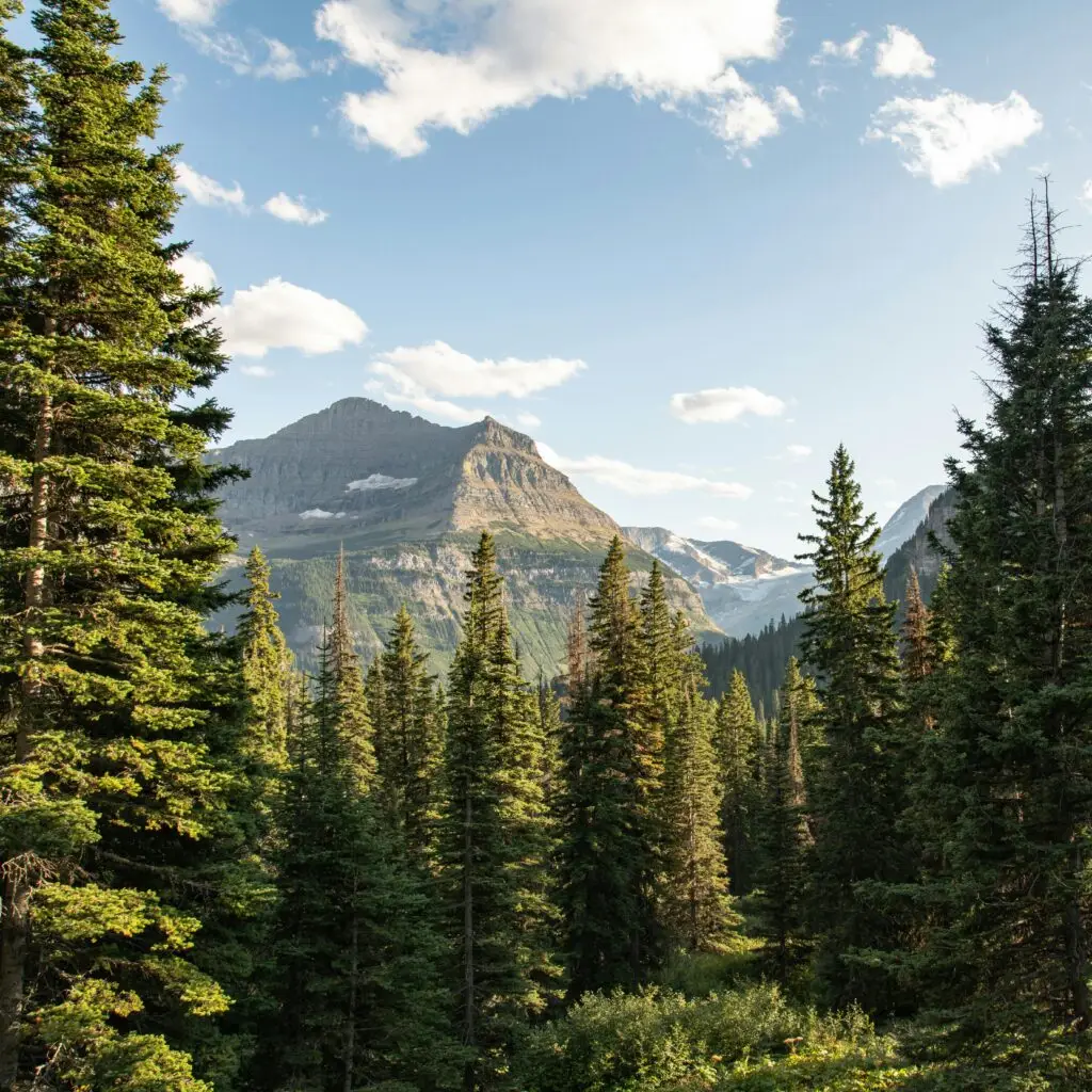 Evergreen mountain valley under clear blue sky